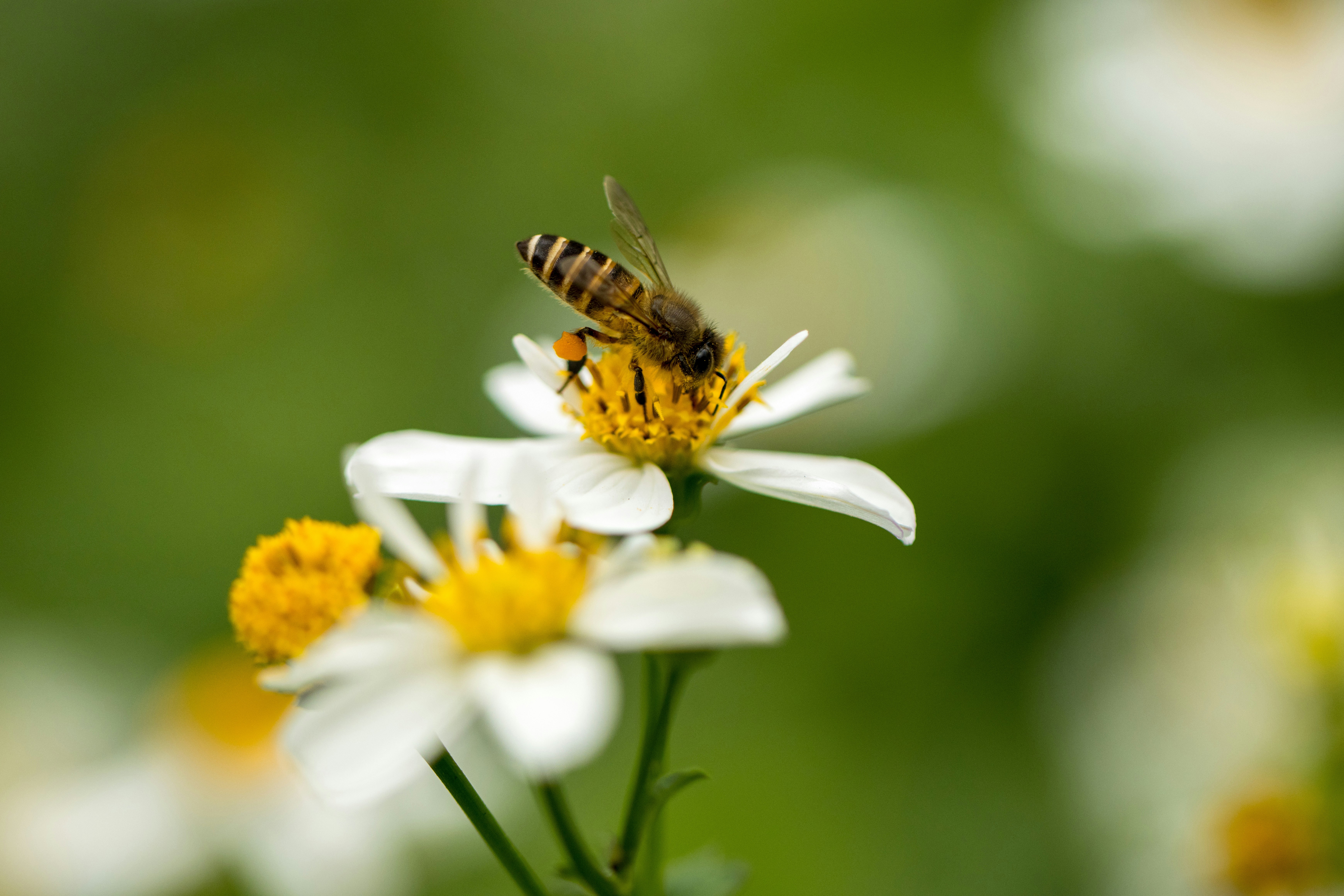 honeybee perched on white daisy in close up photography during daytime